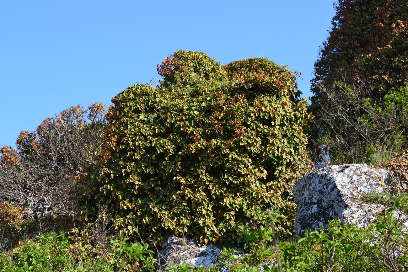 Изображение особи Hedera helix.