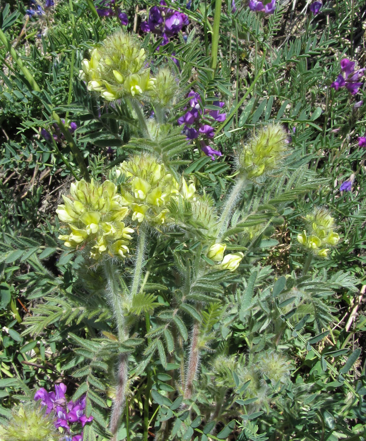Image of Oxytropis pilosa specimen.