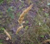 Anthoxanthum odoratum