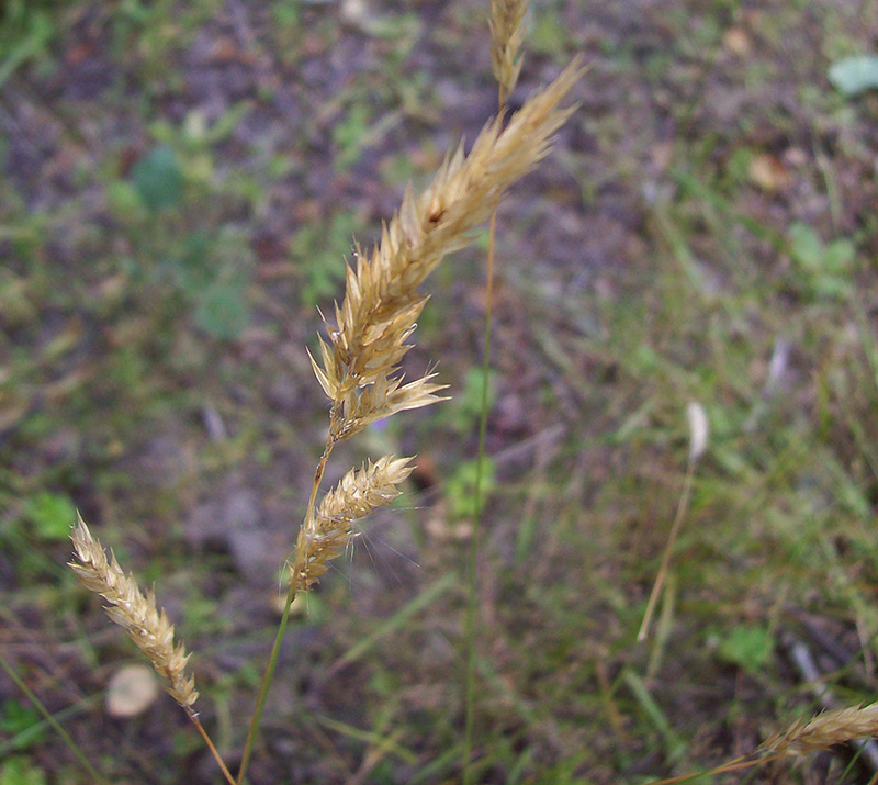 Изображение особи Anthoxanthum odoratum.