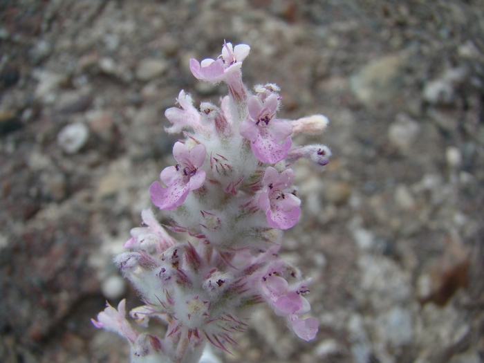 Image of Nepeta olgae specimen.