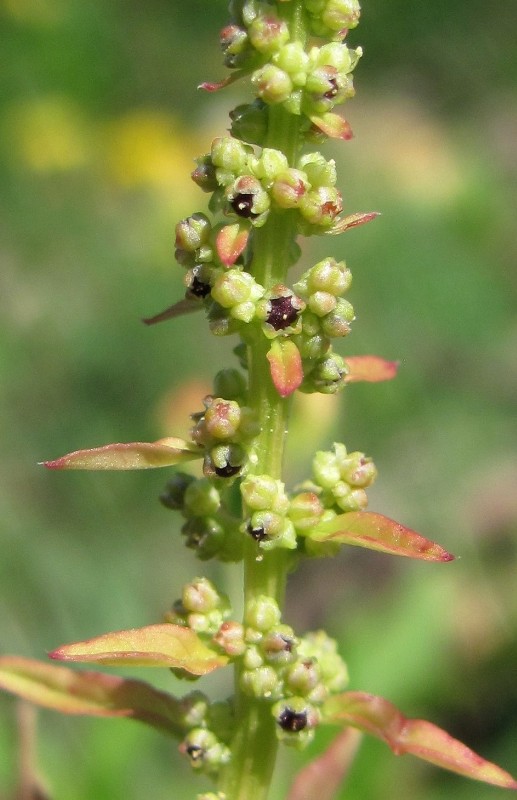 Image of Lipandra polysperma specimen.