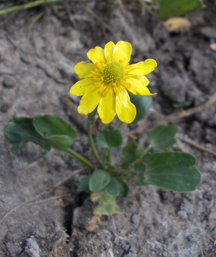 Image of Halerpestes salsuginosa specimen.