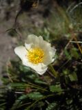 Dryas caucasica