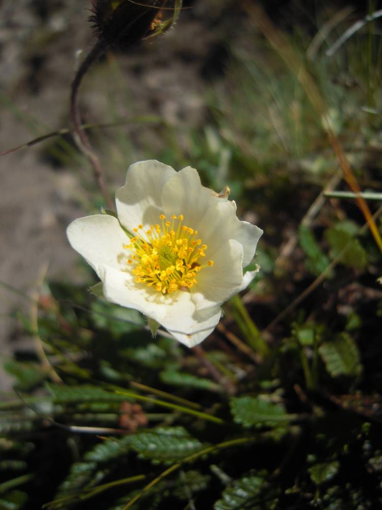 Изображение особи Dryas caucasica.