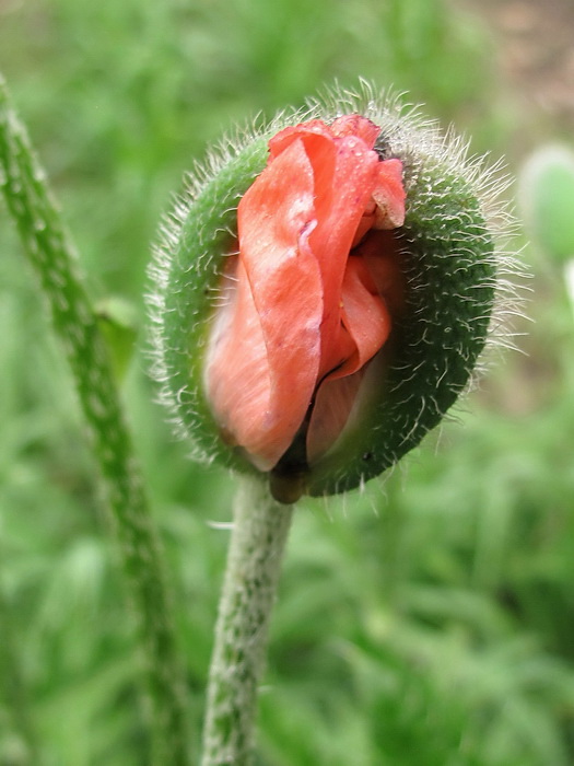 Изображение особи род Papaver.