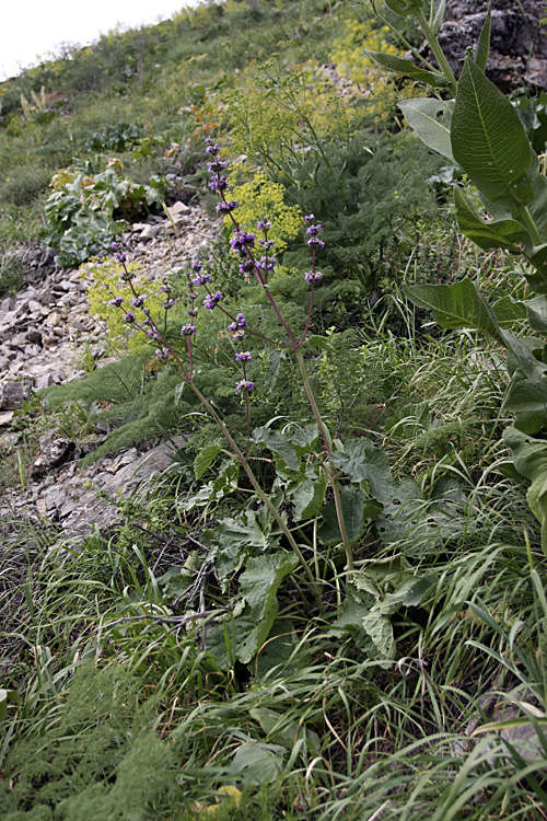 Image of Phlomoides brachystegia specimen.