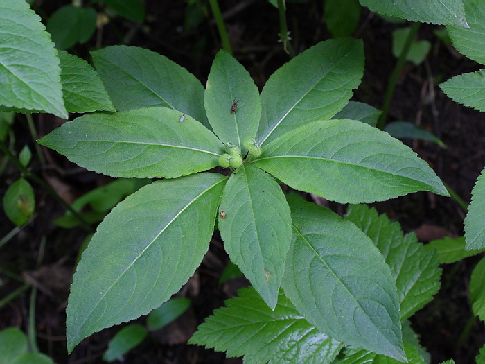 Изображение особи Mercurialis perennis.