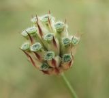 Cephalaria transsylvanica