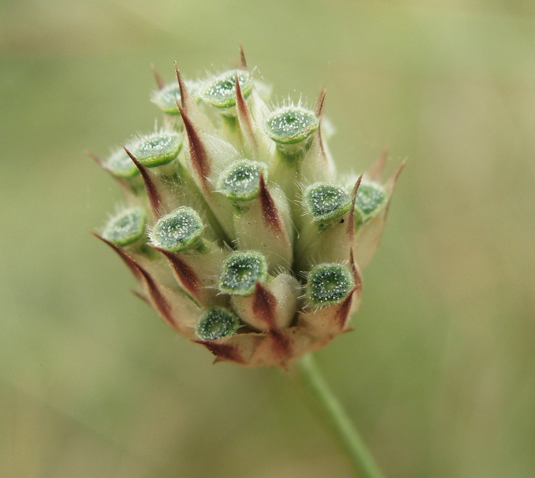 Image of Cephalaria transsylvanica specimen.
