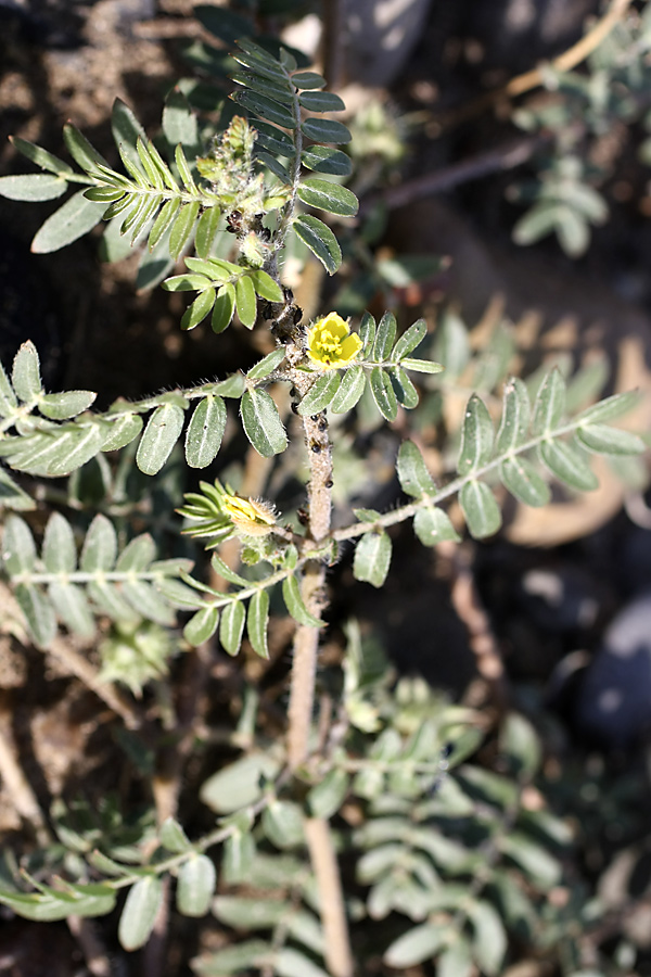 Изображение особи Tribulus terrestris.