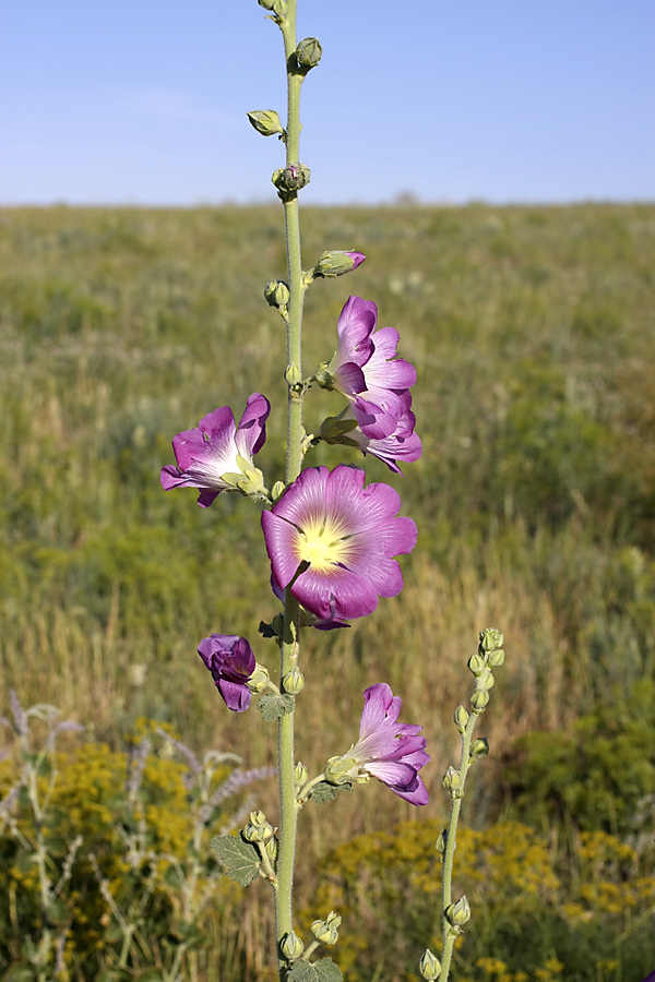 Изображение особи Alcea litwinowii.