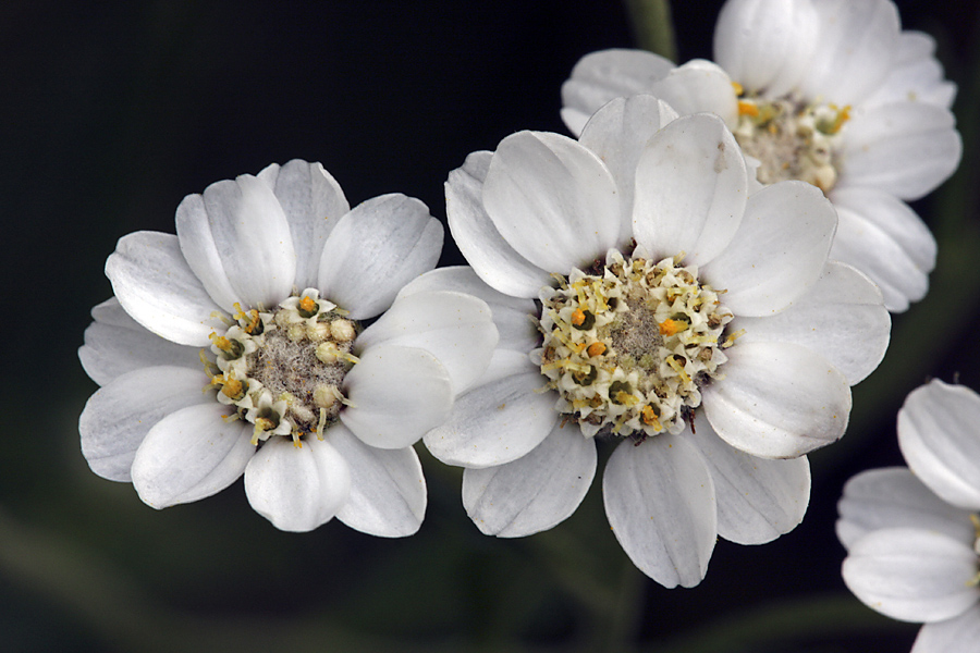 Изображение особи Achillea ptarmica.