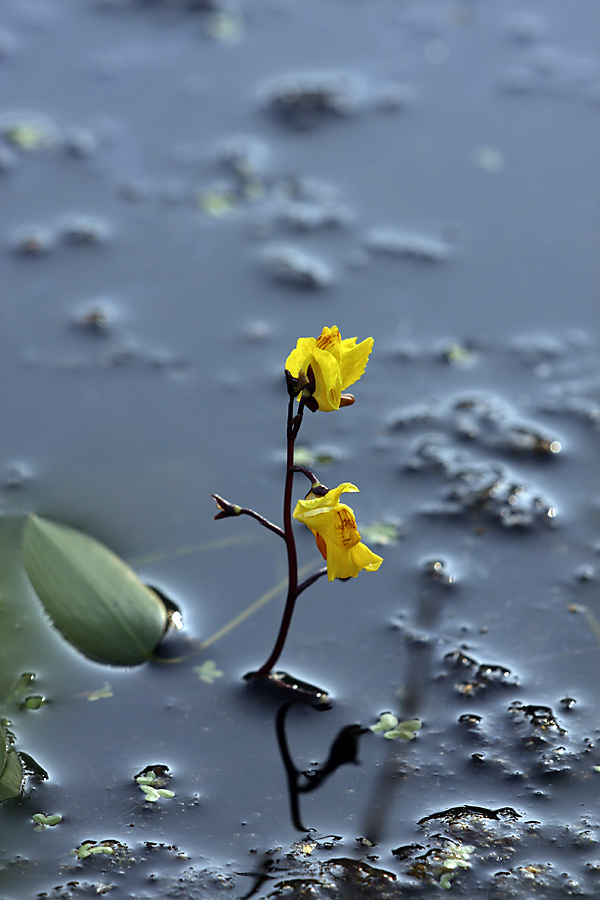 Изображение особи Utricularia vulgaris.