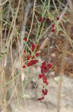 Chenopodium nutans. Веточка с плодами. Израиль, г. Беэр-Шева, городская черта. 17.09.2012.