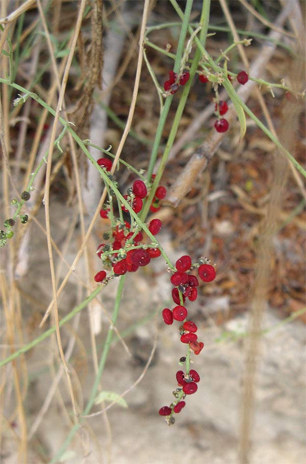 Изображение особи Chenopodium nutans.