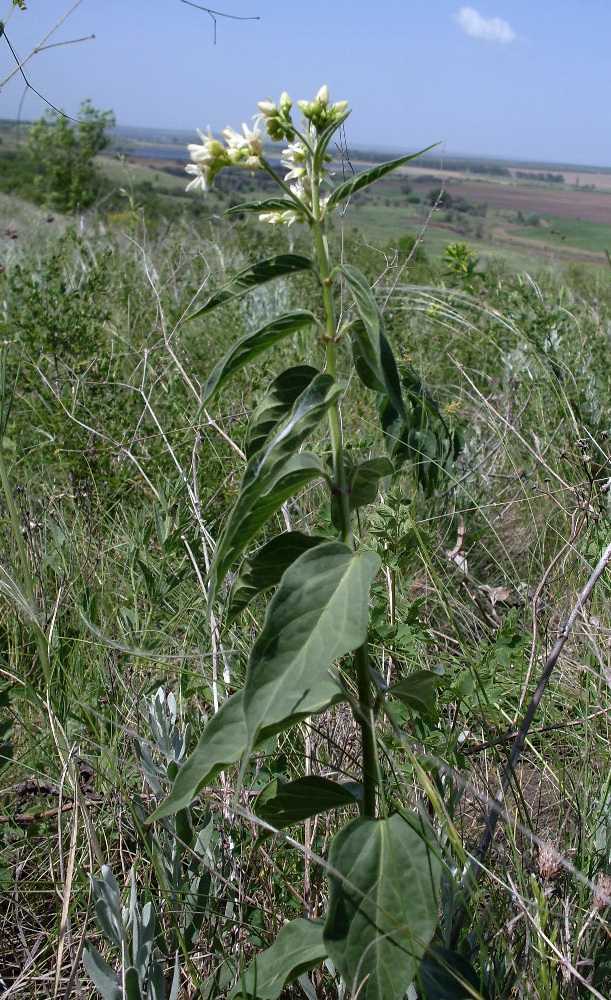 Изображение особи Vincetoxicum albovianum.