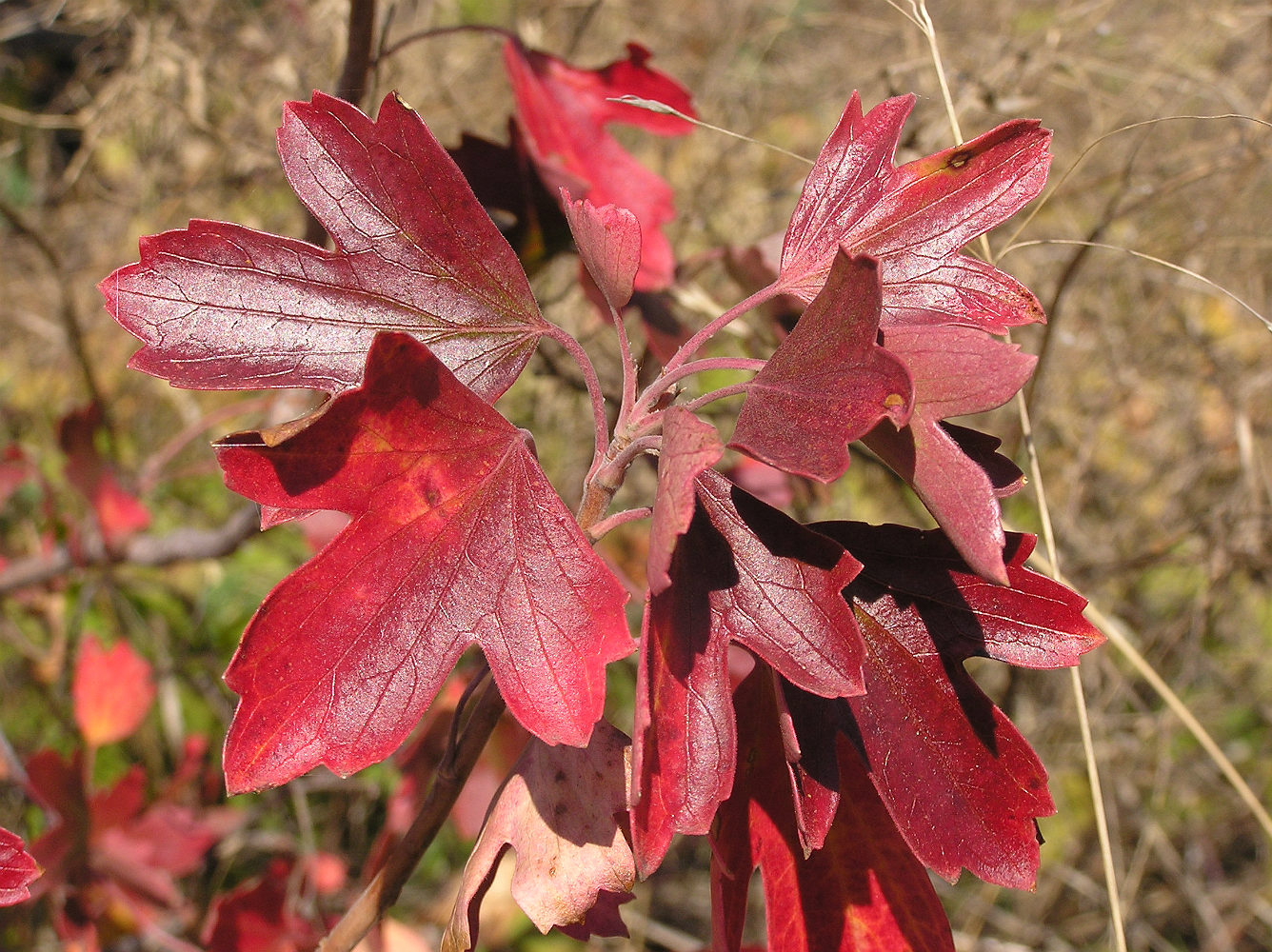 Image of Ribes aureum specimen.