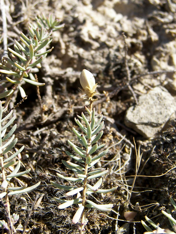 Image of Reaumuria persica specimen.