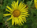 Inula hirta