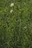 Tragopogon подвид major
