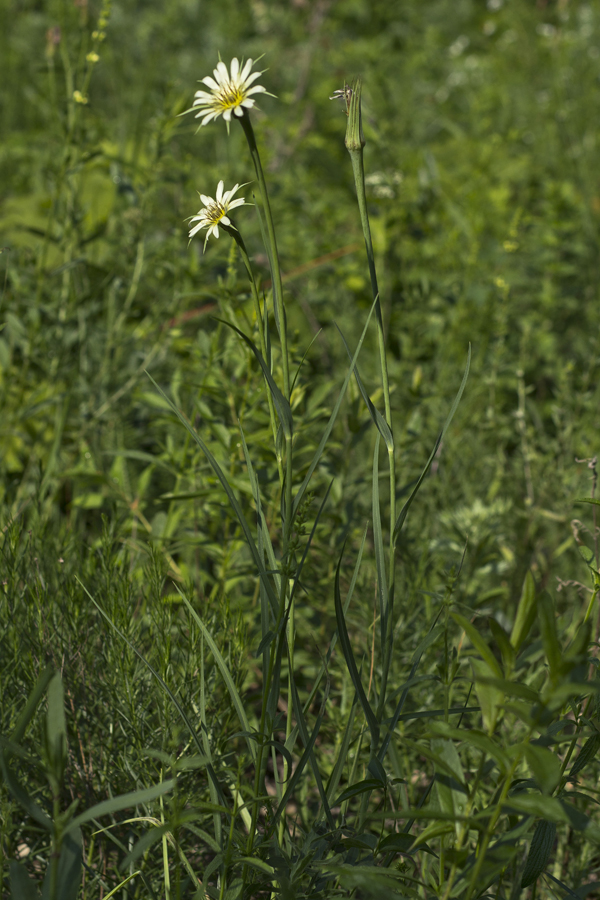 Image of Tragopogon dubius ssp. major specimen.