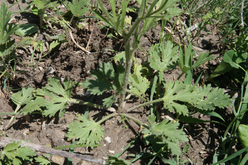 Image of Ranunculus oxyspermus specimen.