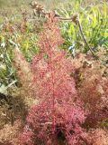 Teloxys aristata