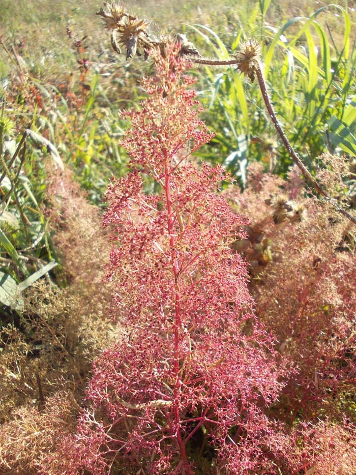 Изображение особи Teloxys aristata.