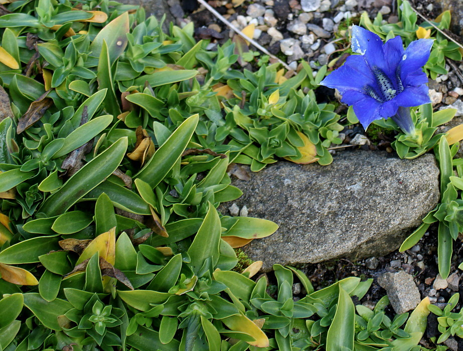 Изображение особи Gentiana acaulis.