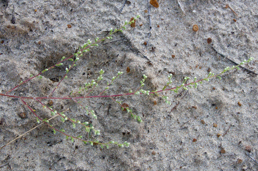 Image of genus Artemisia specimen.