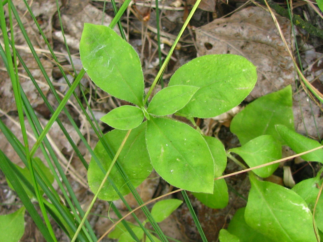 Image of Cucubalus baccifer specimen.