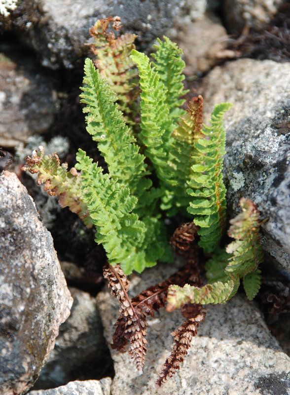 Изображение особи Dryopteris fragrans.