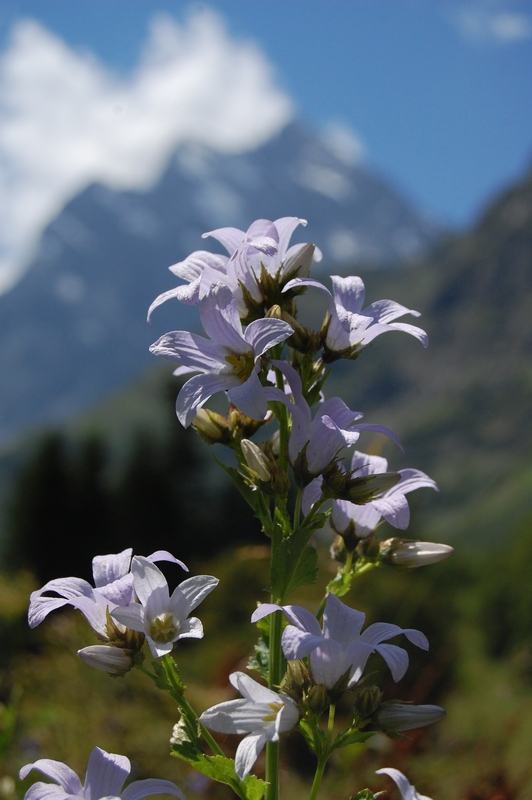 Image of Gadellia lactiflora specimen.