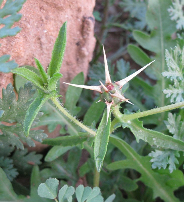 Image of Centaurea hyalolepis specimen.