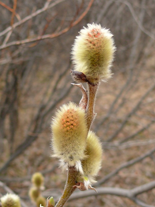 Image of Salix lanata specimen.