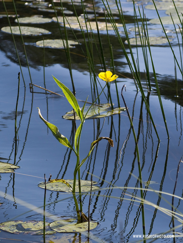 Image of Ranunculus lingua specimen.