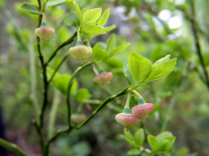 Image of Vaccinium myrtillus specimen.