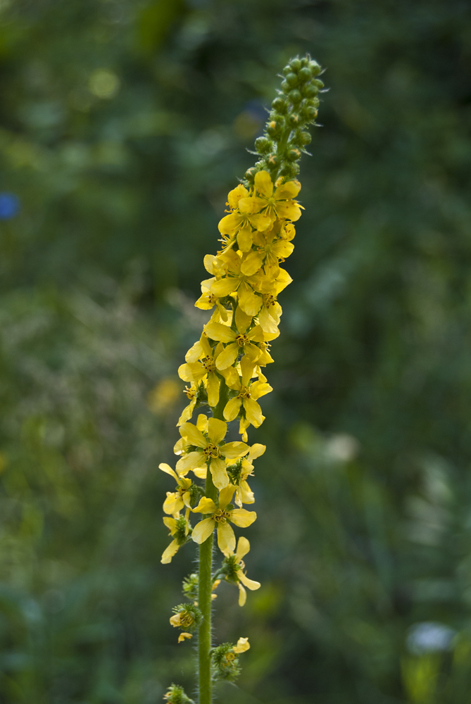 Изображение особи Agrimonia asiatica.