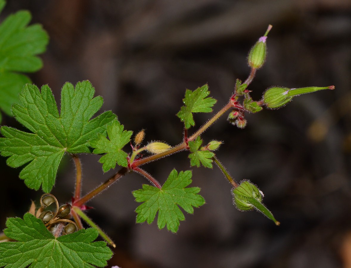 Image of Geranium molle specimen.
