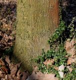 Fraxinus paxiana
