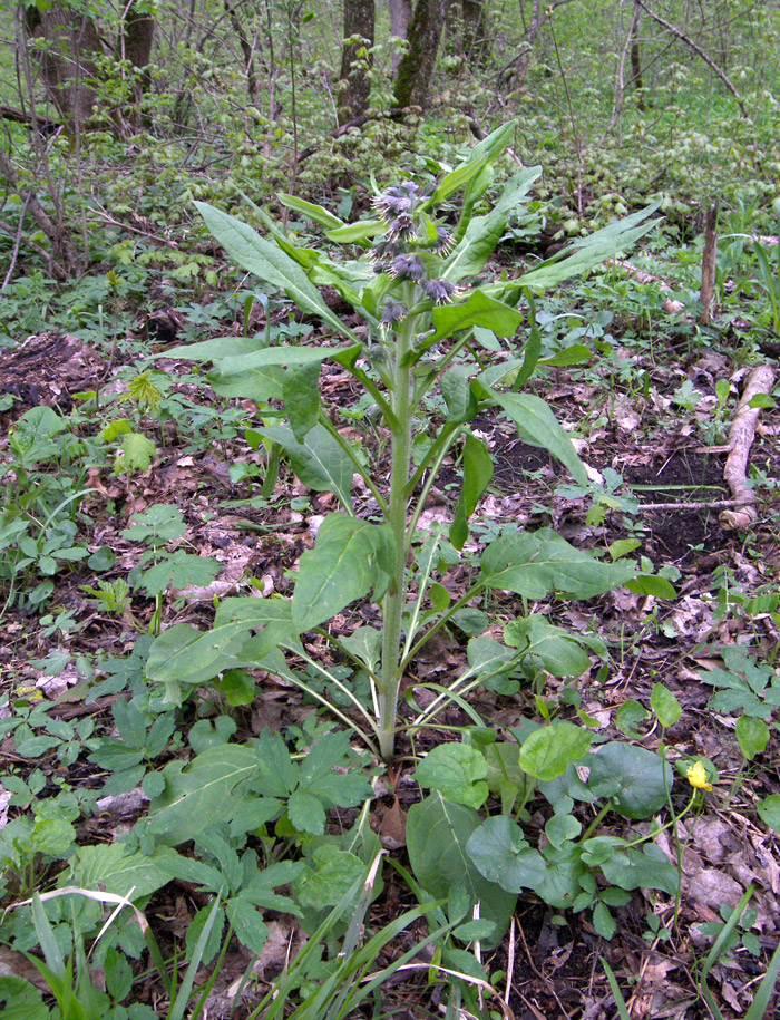 Изображение особи Solenanthus biebersteinii.