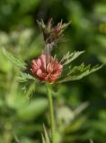 Geum rivale