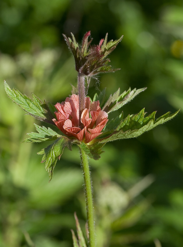 Изображение особи Geum rivale.