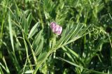 Vicia sativa. Верхушка цветущего побега. Краснодарский край, Кущёвский р-н, станица Шкуринская, нарушенное местообитание. 08.05.2013.