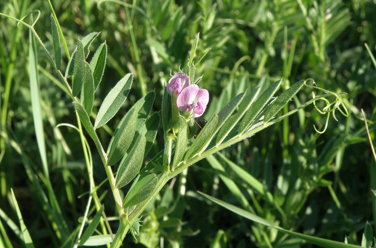 Изображение особи Vicia sativa.