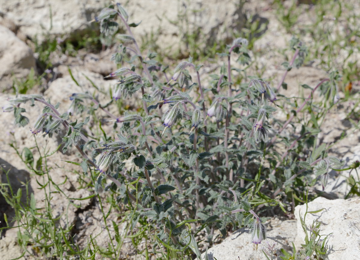 Изображение особи Onosma staminea.