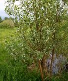 Salix alba. Молодое растение. Московская обл., Лотошинский р-н, окр. дер. Савостино. 25.05.2013.