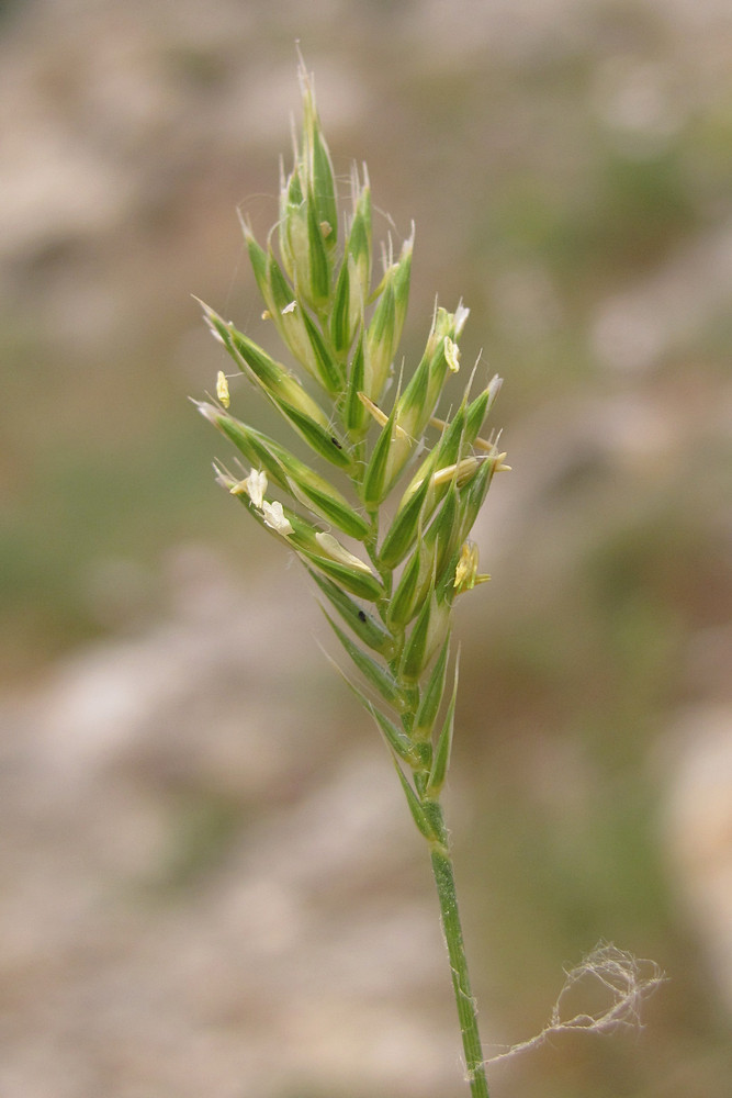 Image of Agropyron ponticum specimen.