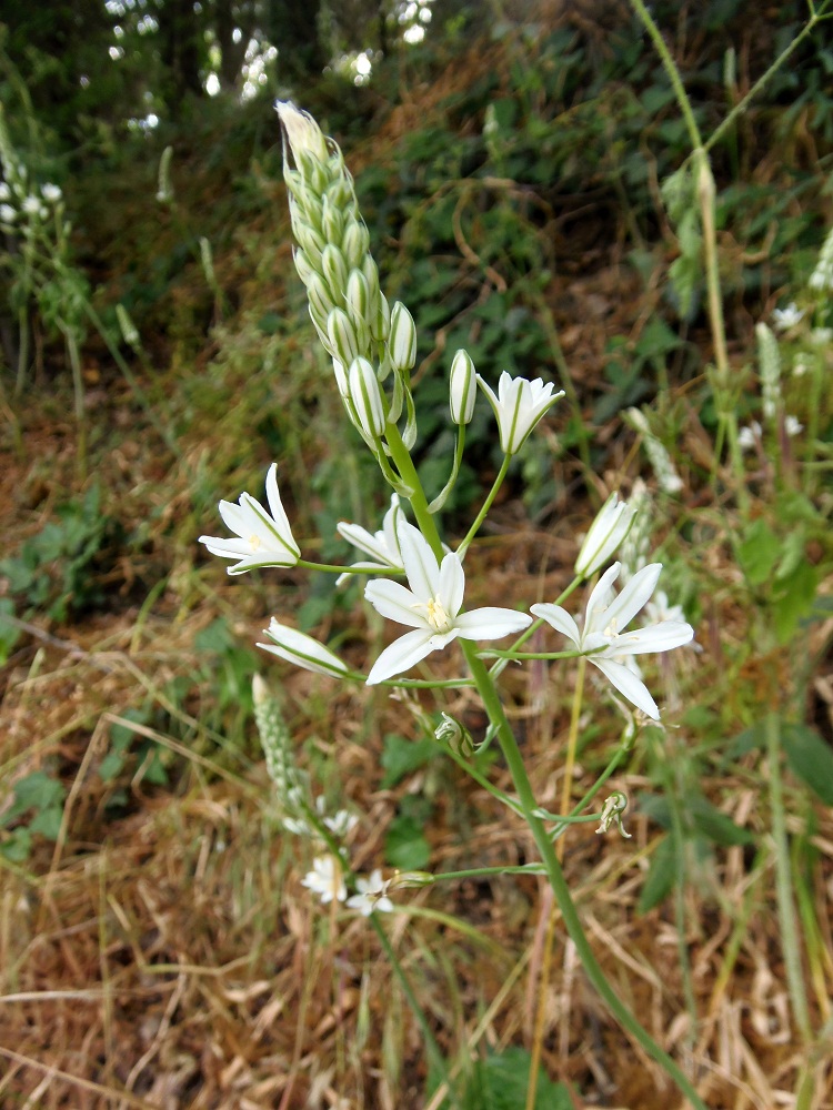 Изображение особи Ornithogalum ponticum.